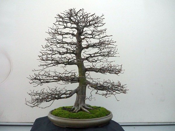 Hainbuche, klein 001.JPG