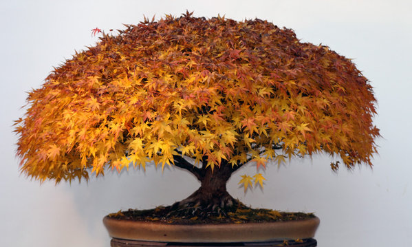 acer-palm.11-2012.jpg