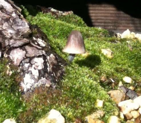 Pilz Thunbergii.JPG