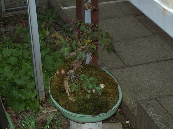 Herbst 2011 mit blauen Beeren