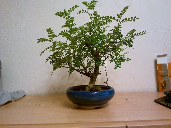 pfeffer-feb.2012.jpg