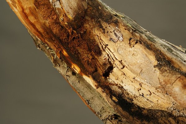 weisses Pilzgeflecht