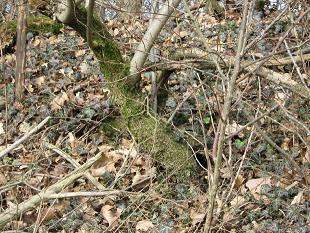 2.2008 entdeckt