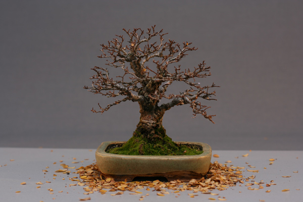 ulme2012herbst.jpg