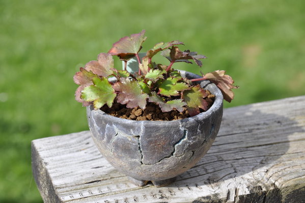Saxifraga cortusifolia-Hybride Setsurin