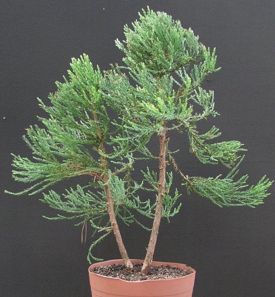 sequoia2.jpg