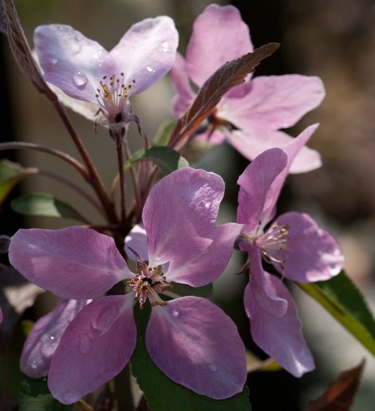 compblüte_liset.jpg