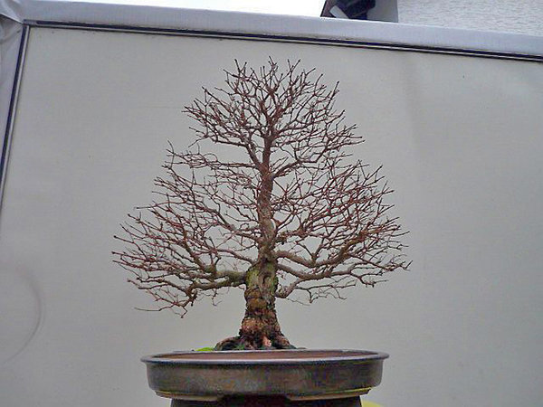 neue-Schale-002.jpg