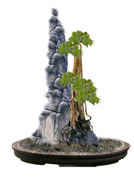 new_flu_bonsai.jpg