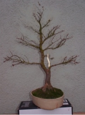 image.jpg
