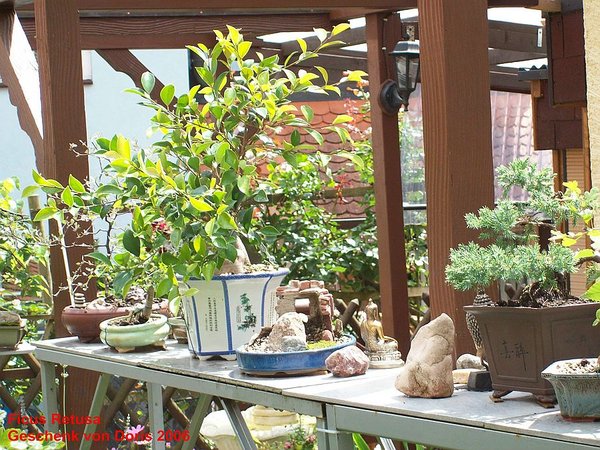 mein erster Ficus 2006