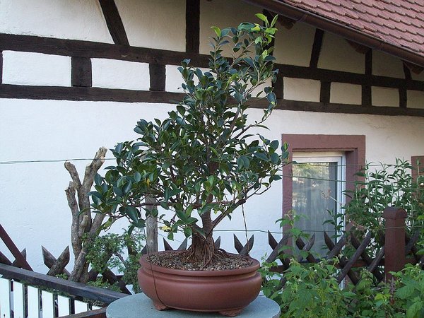 der Ficus 2012