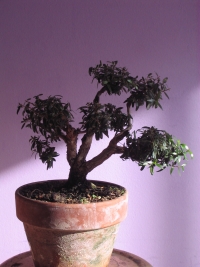 Bonsai Myrte 2.jpg