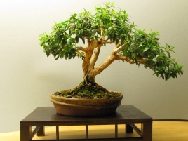 Bonsai Myrte 4 2009.jpg