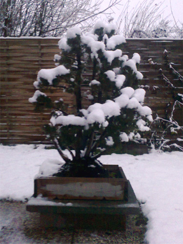wacholder-w-12.jpg