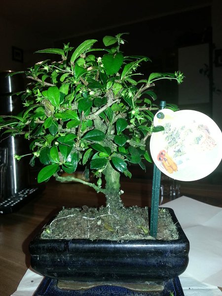 Carmona marcrophilla