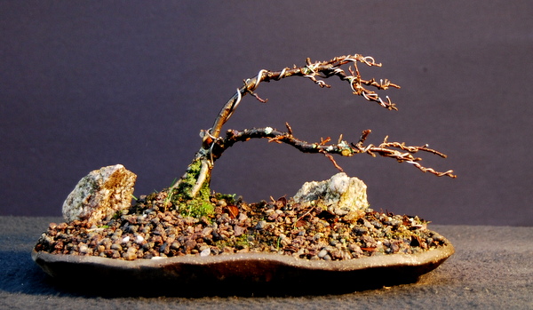 Cotoneaster