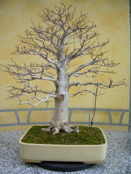 K800_18.12.2012 007.JPG