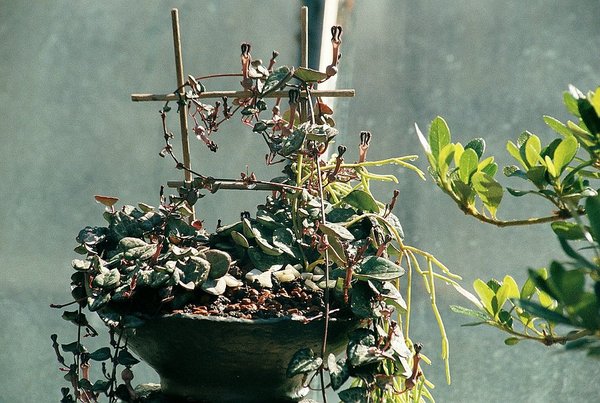 Leuchterpflanze sehr skurrile Blüten