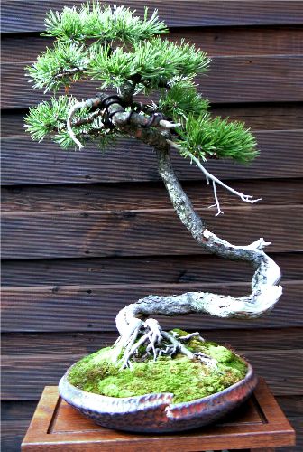 Pinus Sylvestris  010.jpg