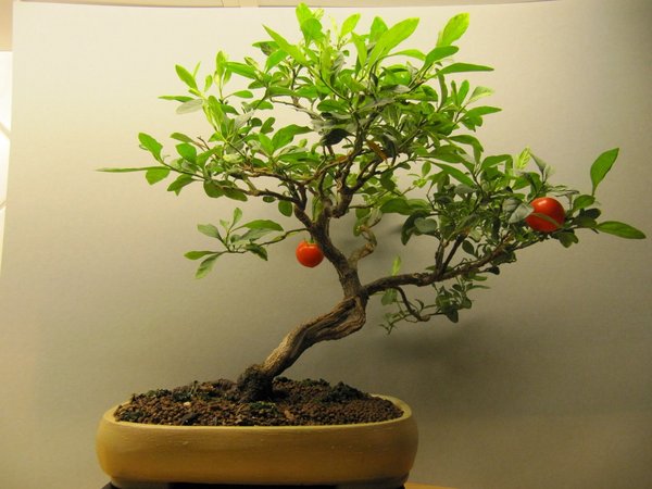 Corallenbaum_1.jpg