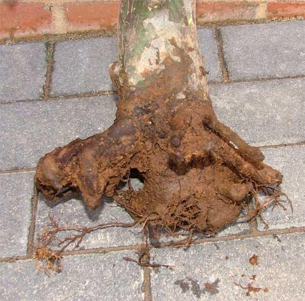 DSCF1938k.jpg