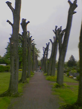 Baumfrevel-Linde.gif
