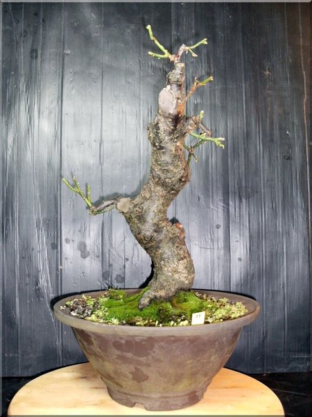 Höhe 40cm,Stamm 6cm