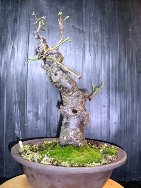 Bonsai 002.jpg