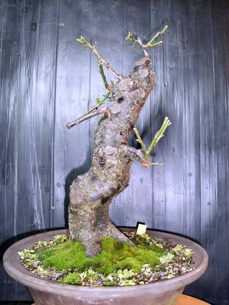 Bonsai 003.jpg
