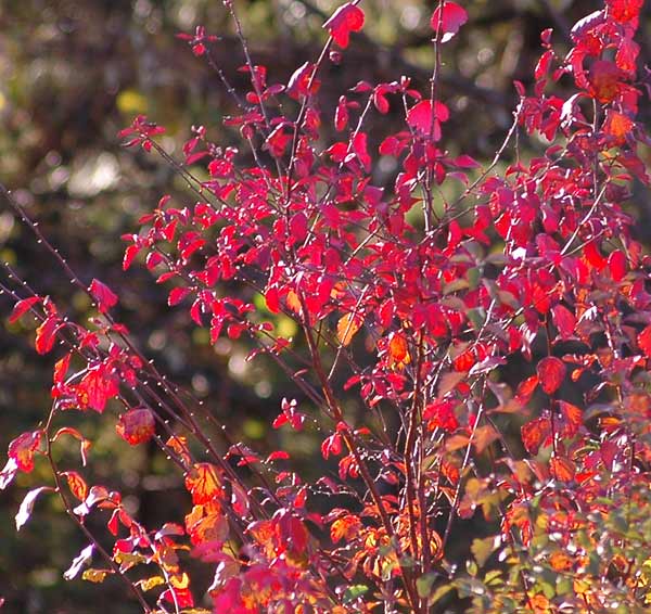 Dsc_1888v.jpg