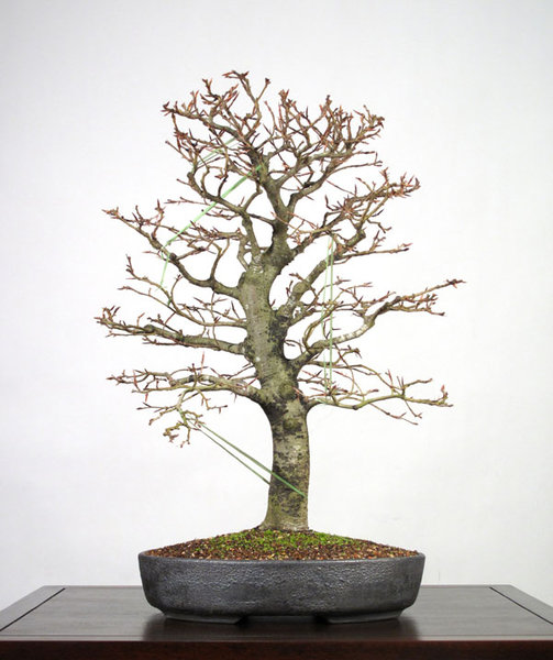 2012 Schale von Peter Krebs   Baumhöhe 52 cm
