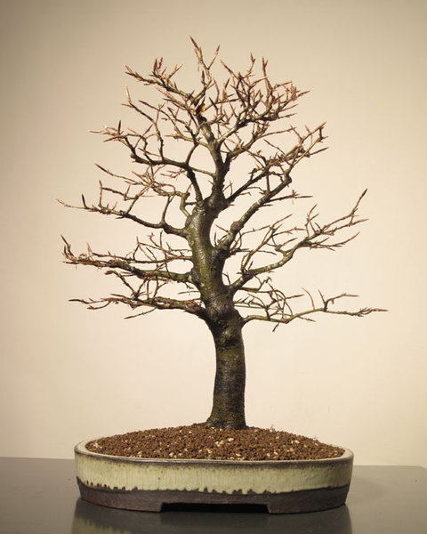 2010 Schale von Horst Heinzelreiter