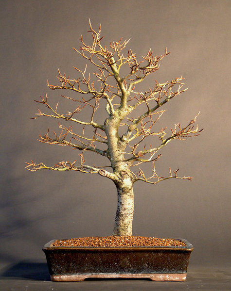 2008 Schale China
