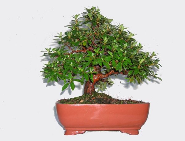 Der Baum aus August ein Jahr später.