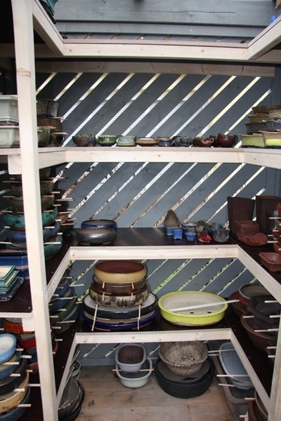 Bonsai 003.JPG