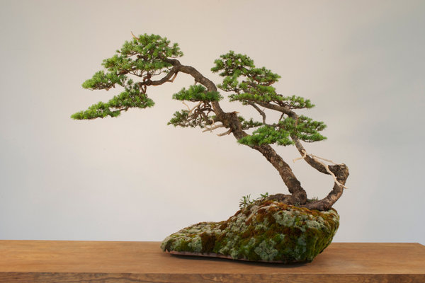hemlock2_k.jpg
