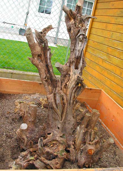 der Cornus in seiner ganzen Pracht