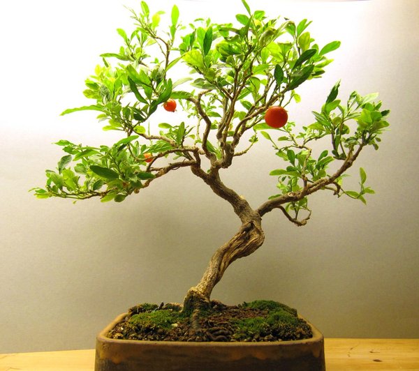 Corallenbaum_2013.jpg
