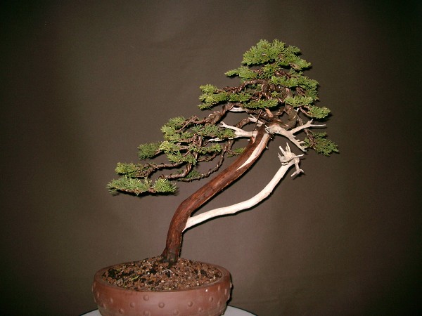 k-Bonsai 5 006.jpg