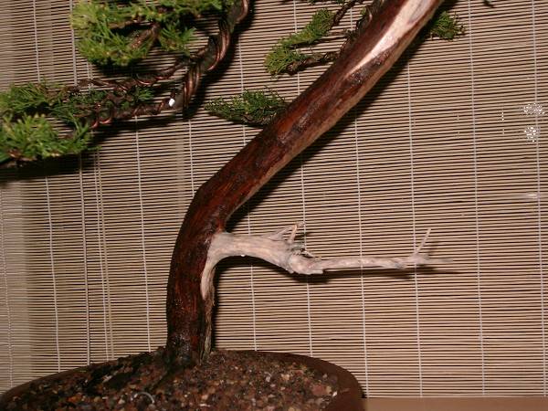 k-k-Bonsai 6 007.jpg