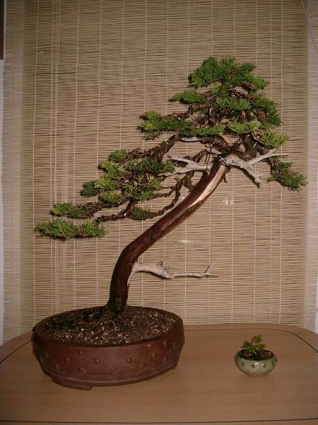 k-k-Bonsai 6 009.jpg