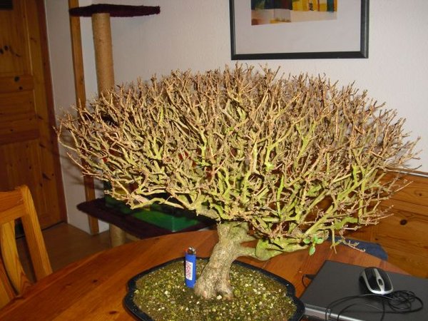 bonsai 009.jpg