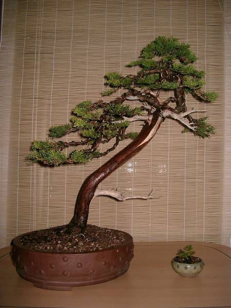 k-k-Bonsai 6 001.jpg