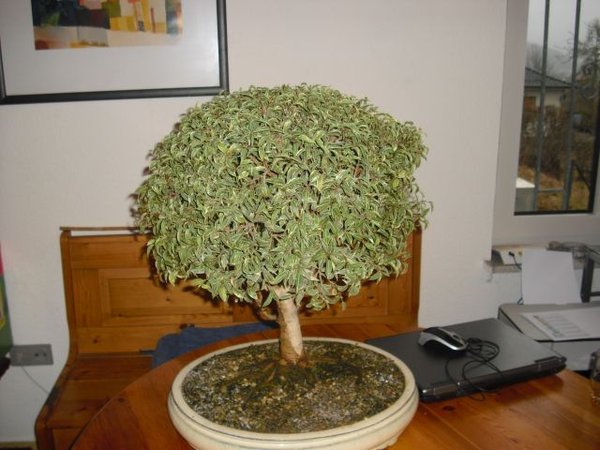 bonsai 012.jpg