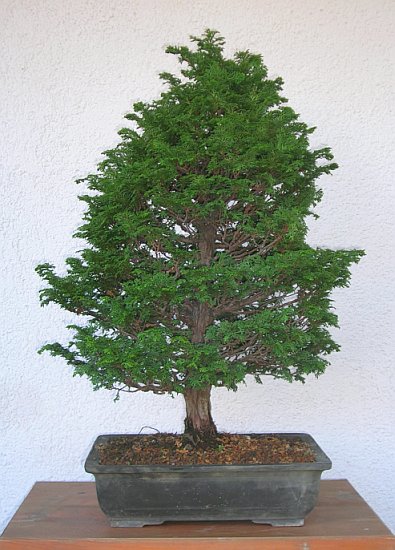 Der Rohling vorher. H= 65 cm