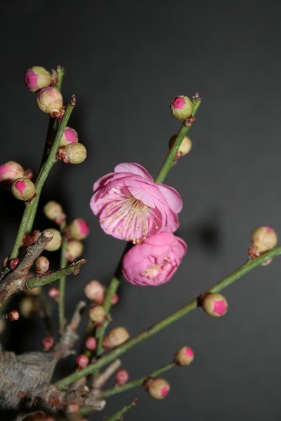 Bluete Prunus Mume