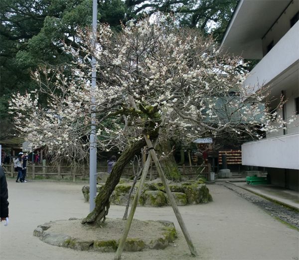 Dazaifu Tempel, Fukuoka, Japan<br />Die Ume in den Tempelanlagen sind alle schon recht alt und müssen nicht selten gestützt werden.