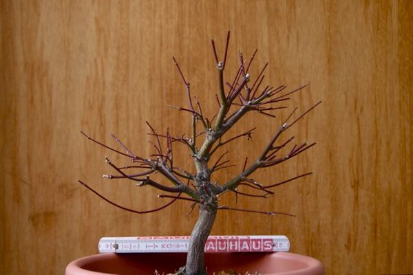 acer_2013_1.jpg