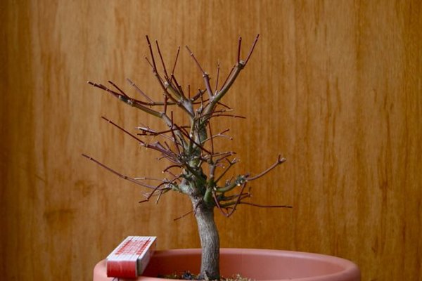 acer_2013_2.jpg